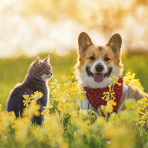 When Your Pet Eats Something They Shouldn't: Coping with Ingested Toxins